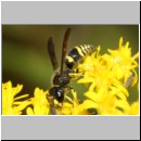 Ancistrocerus nigricornis - Faltenwespe m005a 8-9mm - Sandgrube Niedringhaussee-det.jpg